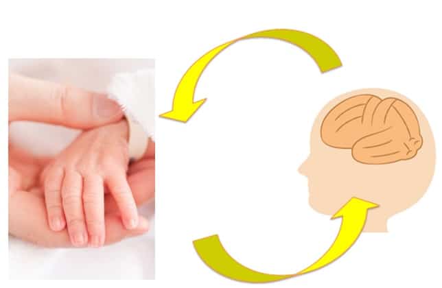 赤ちゃんの体を触ることが脳を育てる