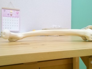 大腿骨（横）